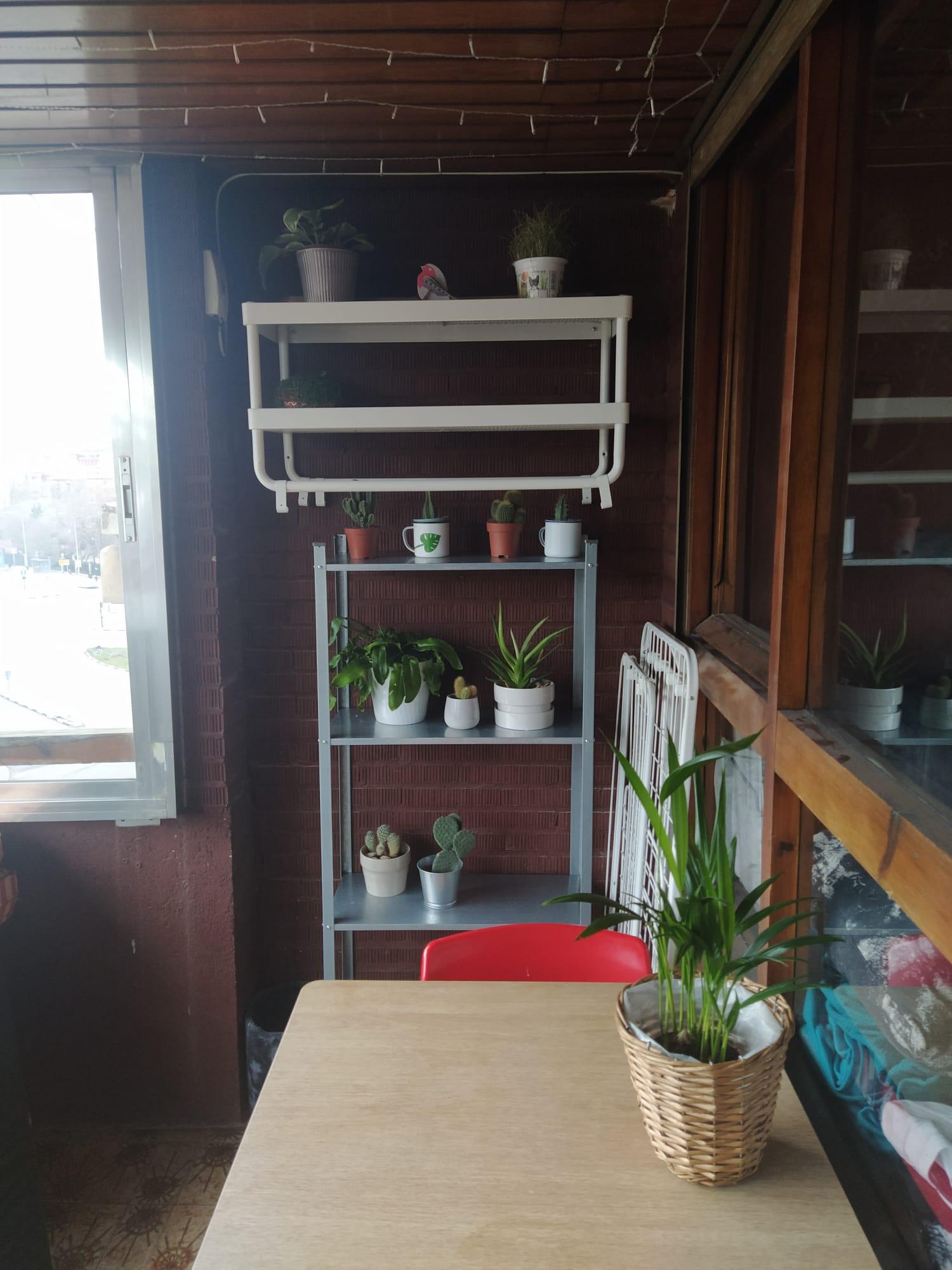 Adding plants in my life - image 1 - student project