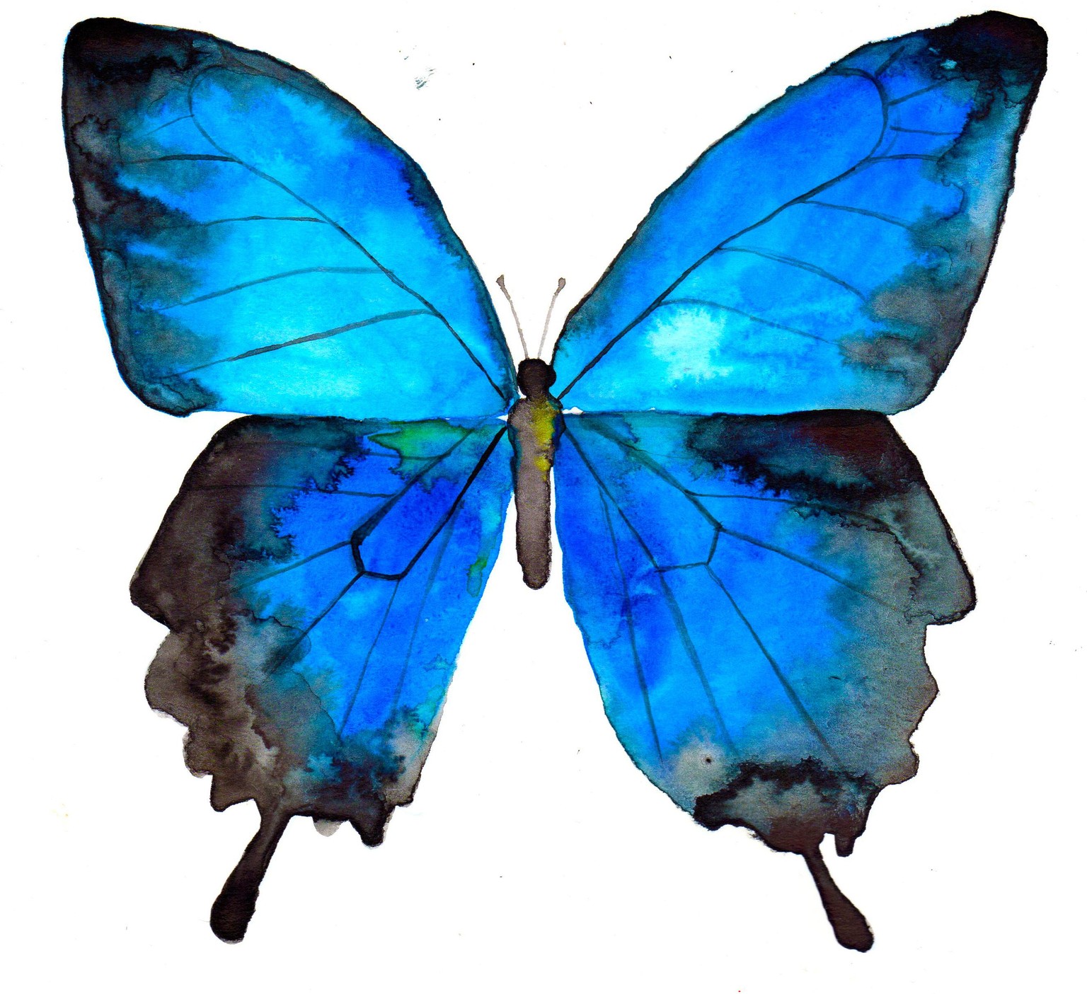 Flutters - image 2 - student project