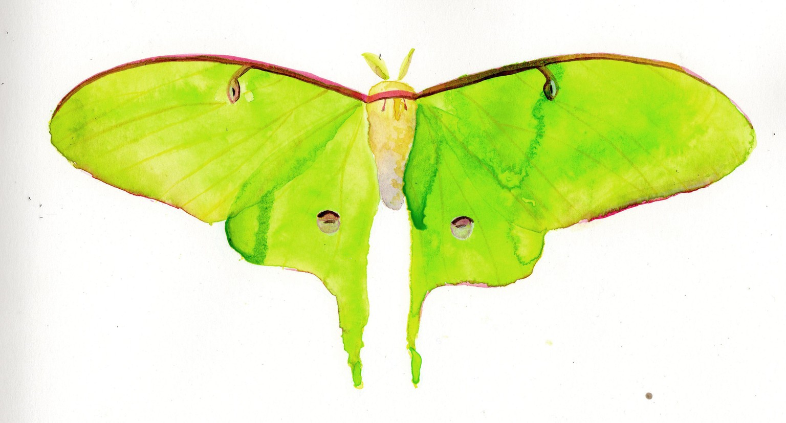 Flutters - image 1 - student project