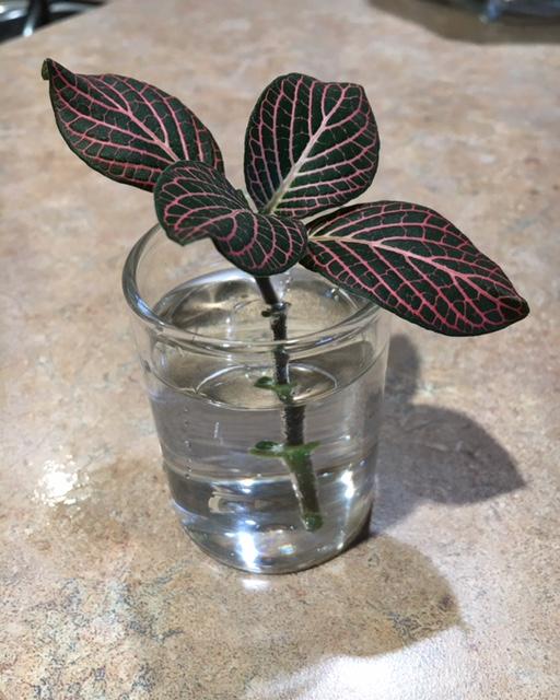 Day 1: Blood Plant clipping - image 1 - student project