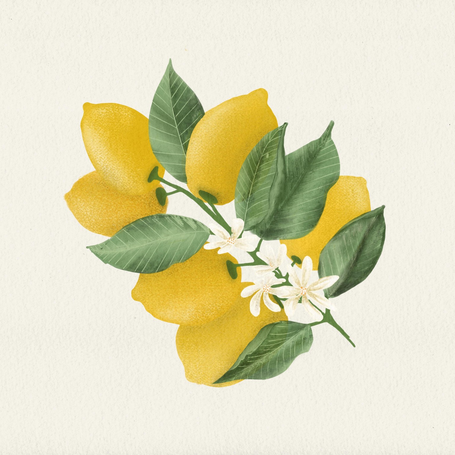 Lemons - image 1 - student project