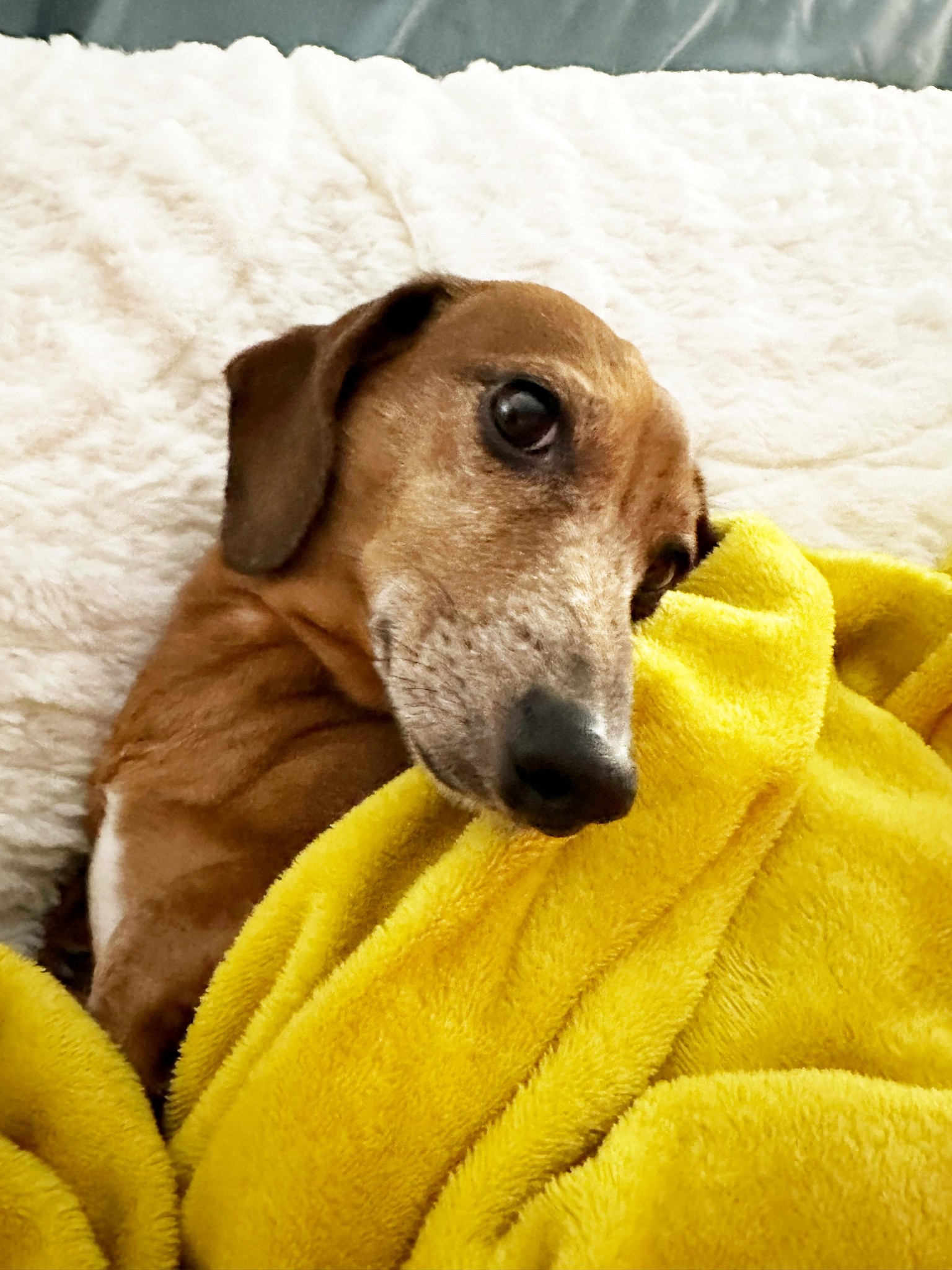 Max in bed - image 1 - student project