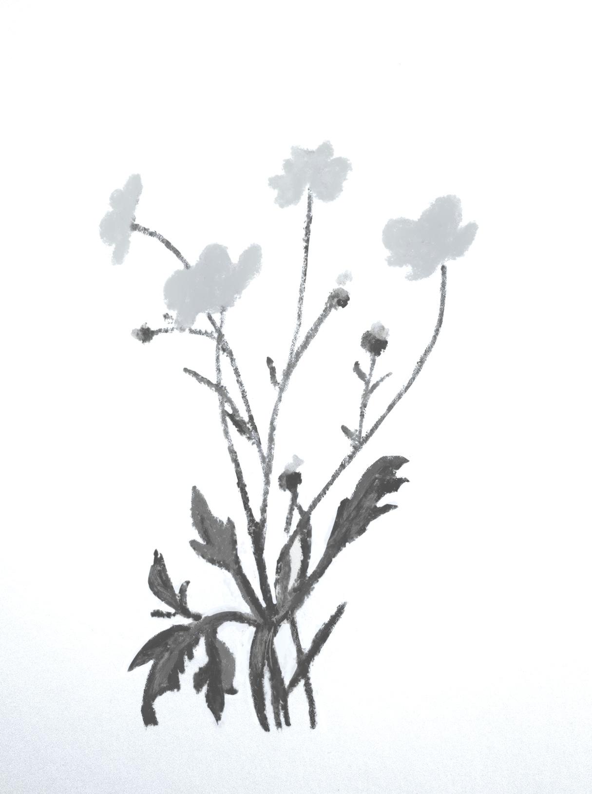 Botanical Drawing & Coloring For Oil Pastels - image 1 - student project