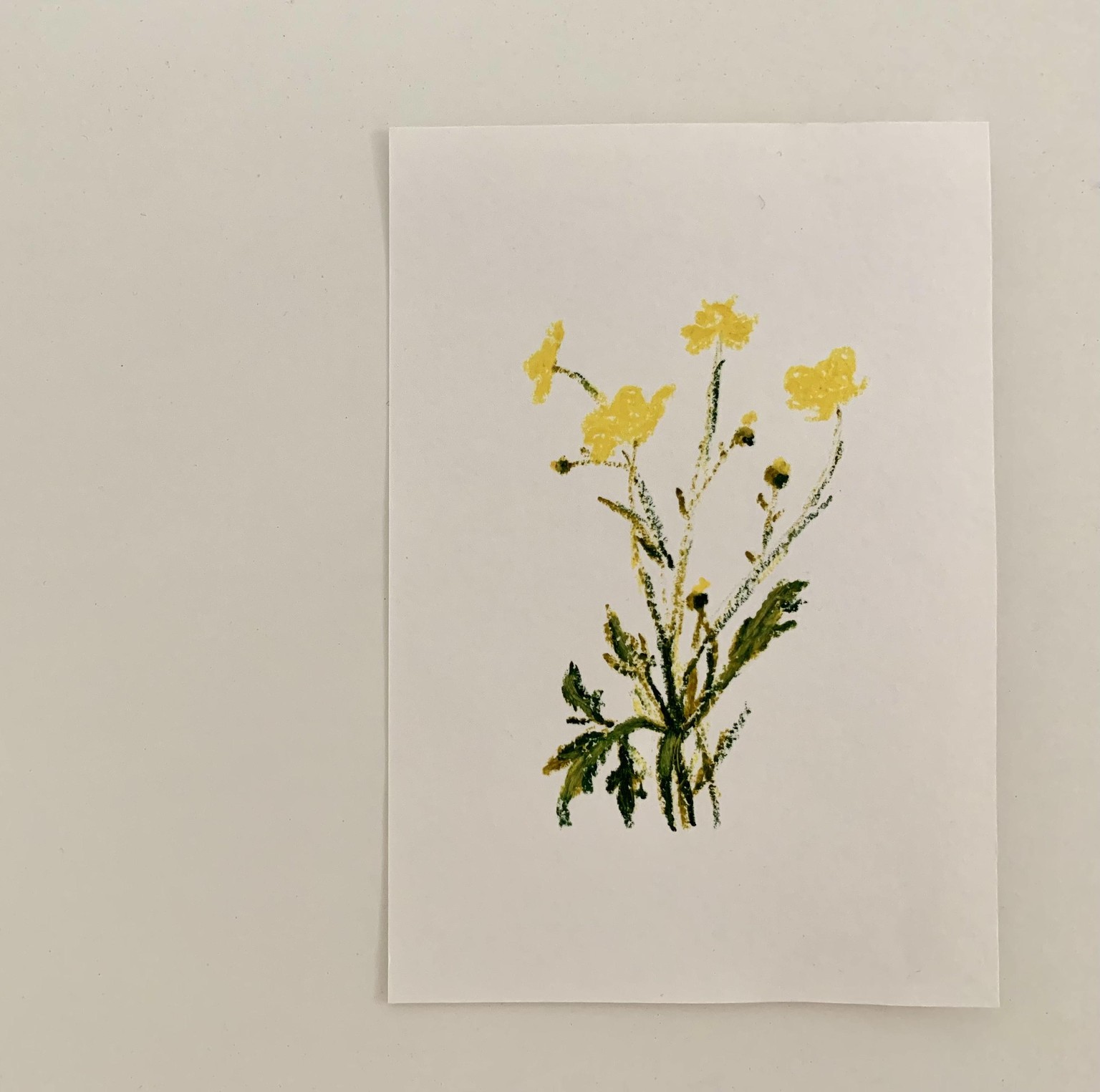 Botanical Drawing & Coloring For Oil Pastels - image 2 - student project