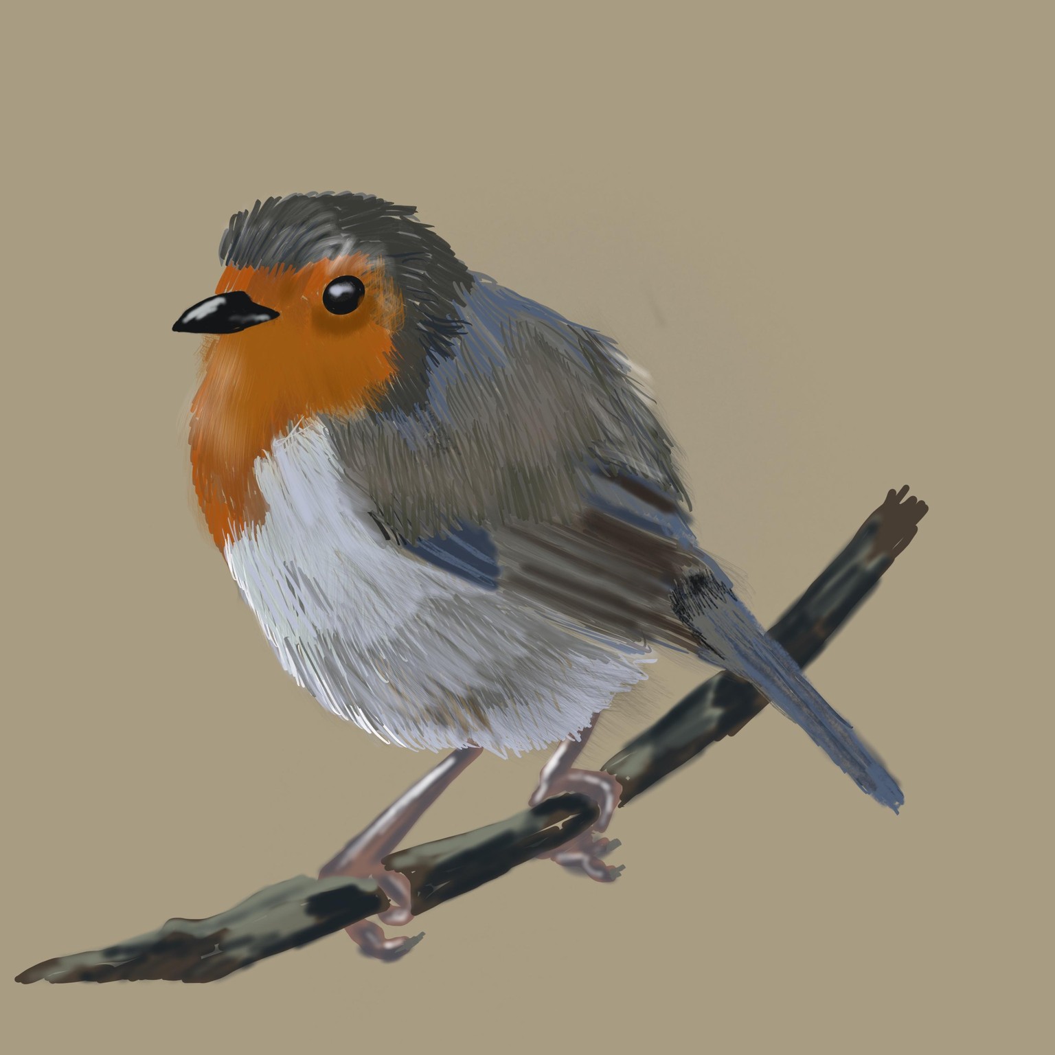 Bird - Robin - image 1 - student project