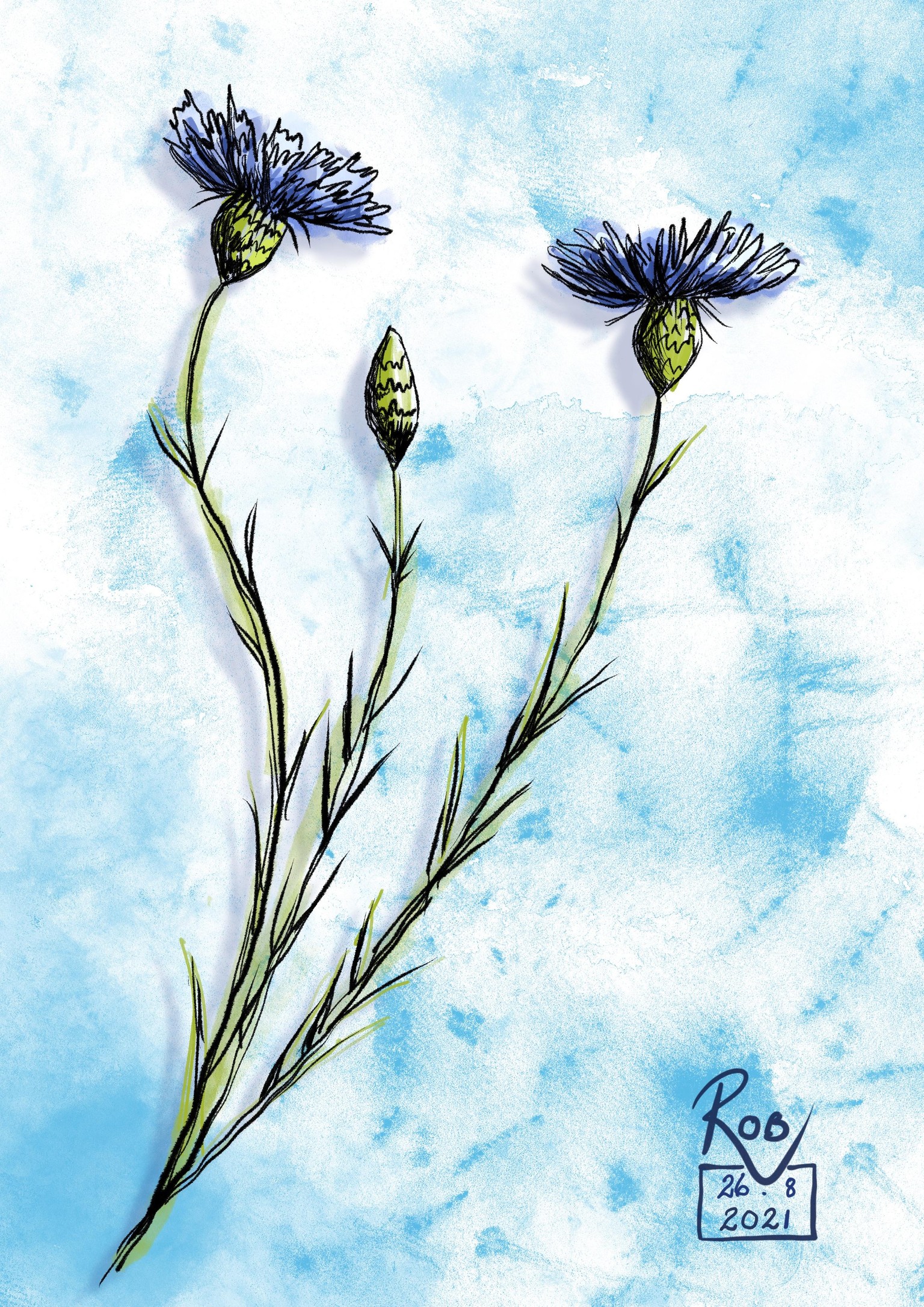 Cornflower Project + one more - image 1 - student project