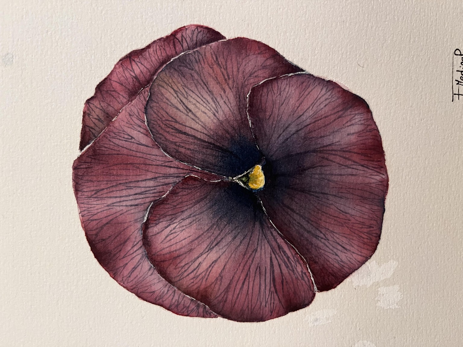 Viola - image 1 - student project