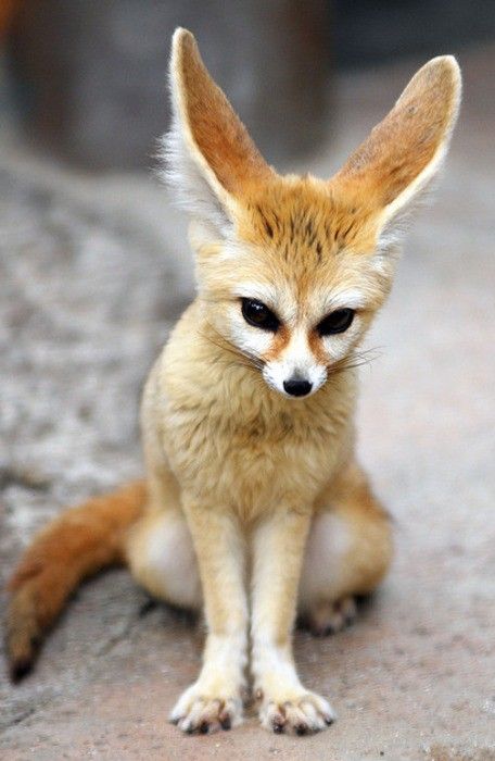 Low Poly Fox  - image 1 - student project