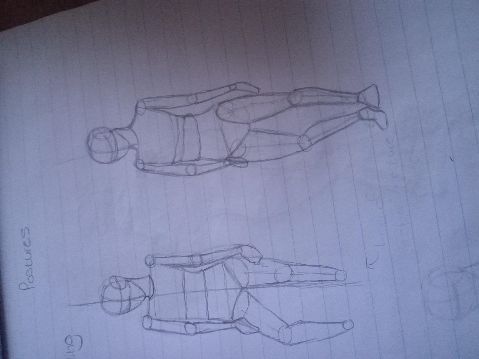Anatomy basic - image 4 - student project