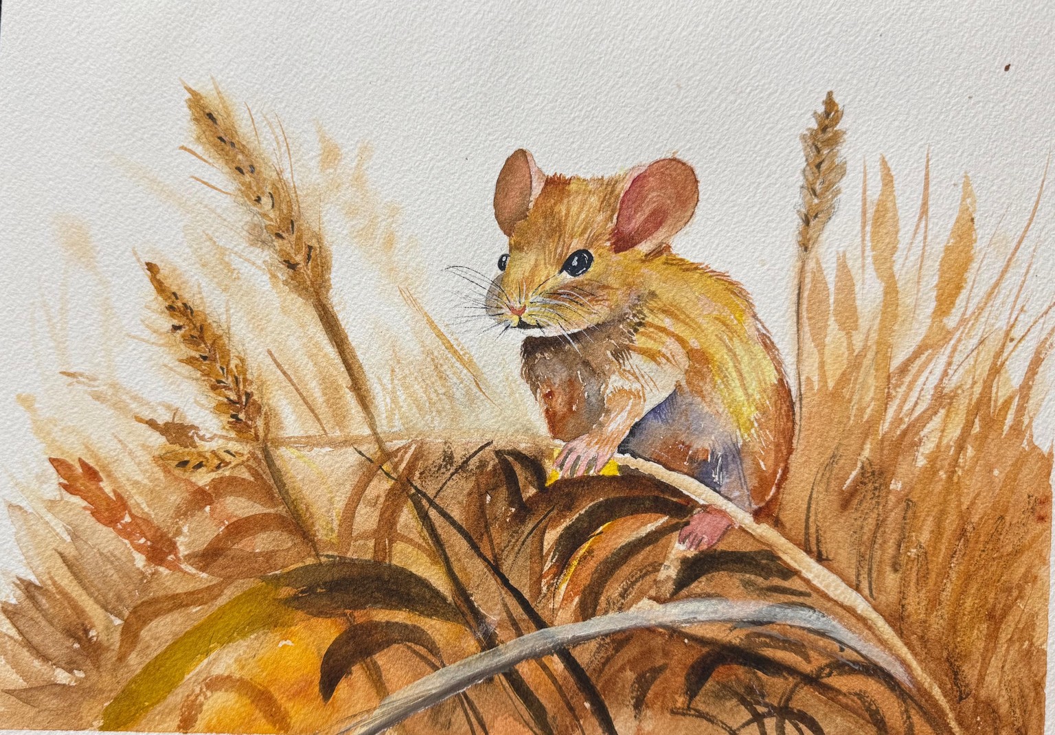 Field Mouse - image 1 - student project