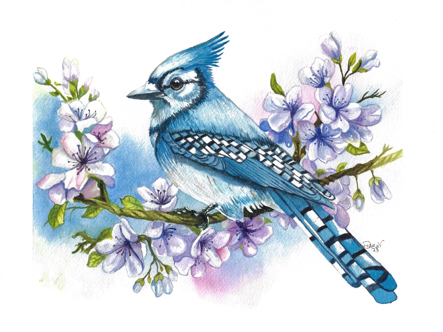 Beautiful Blue Jay in watercolor - image 1 - student project