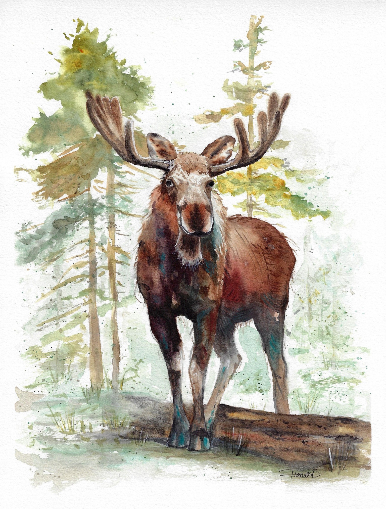 Mr. Moose - image 2 - student project