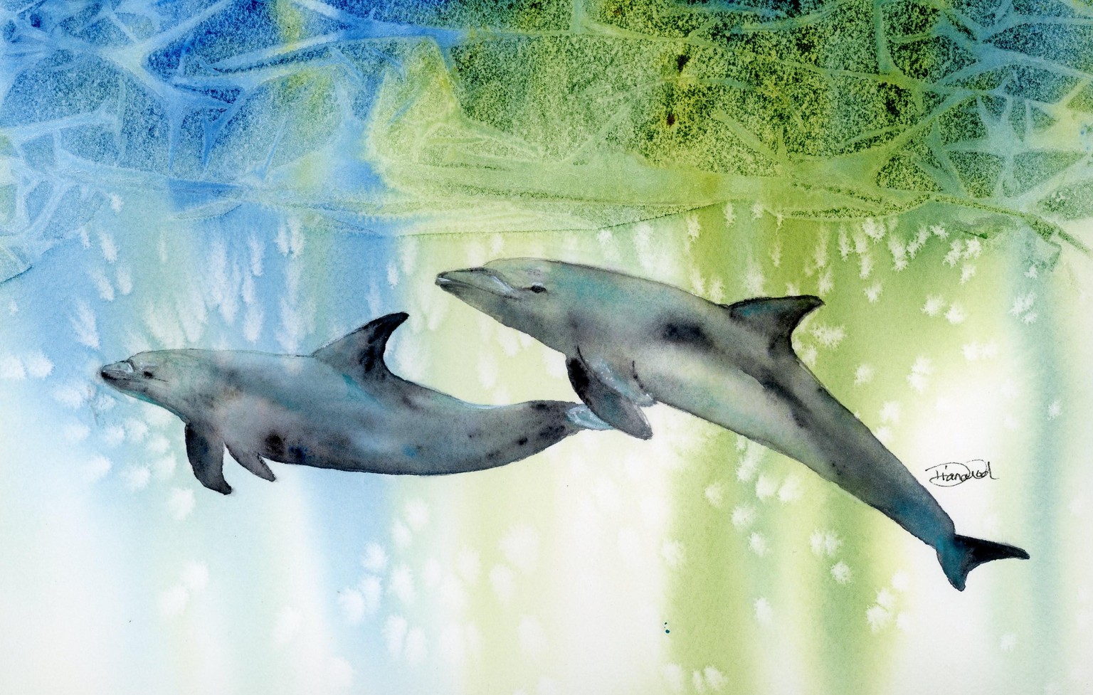 Dolphin Play - image 2 - student project