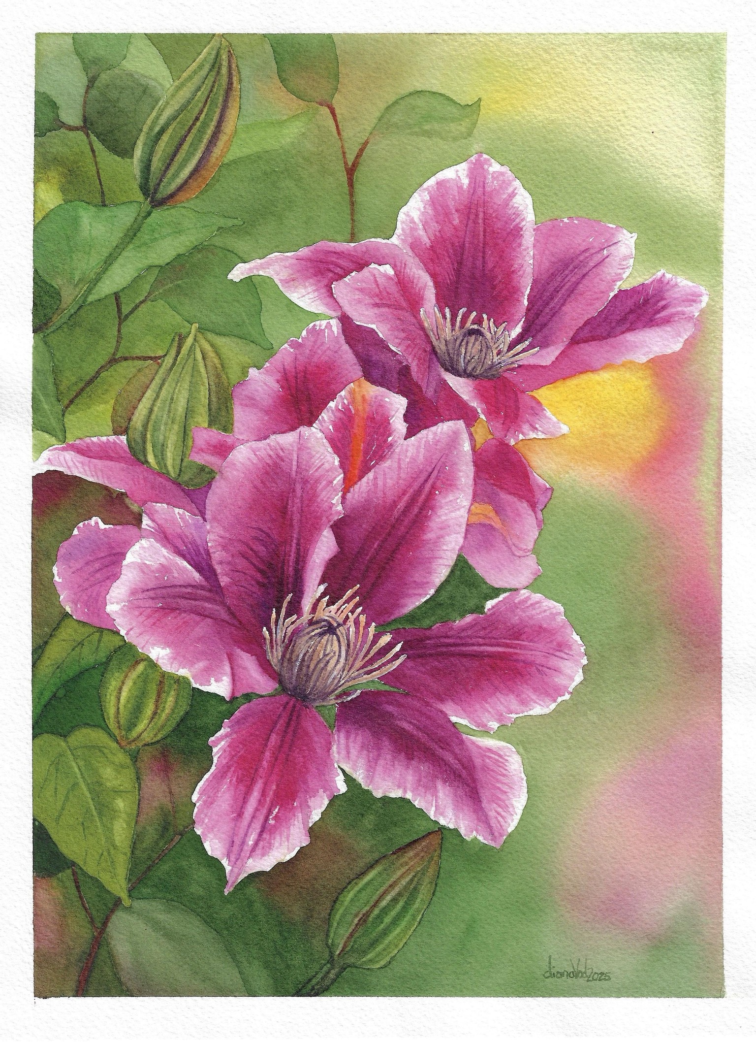 The Clematis and All It’s Glory! - image 1 - student project