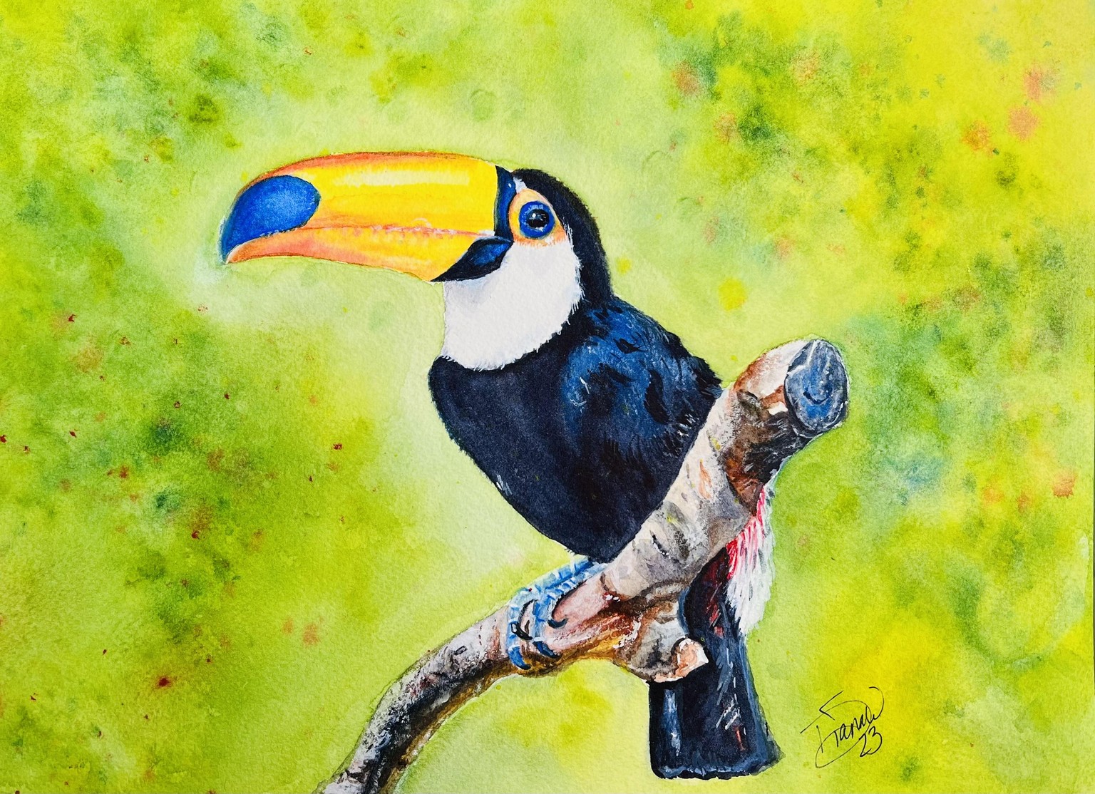 Tully Toucan - image 1 - student project