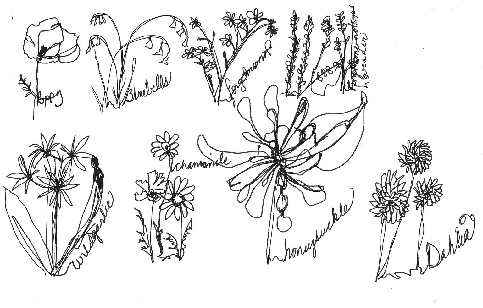 Continuous Line Floral drawings - image 1 - student project