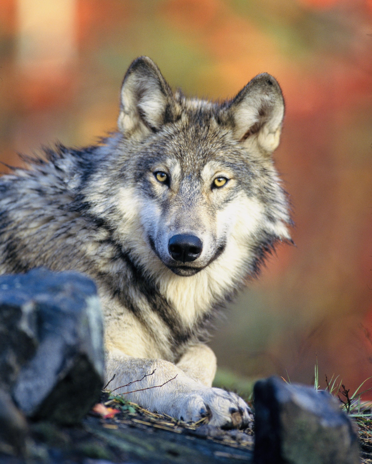 Timber Wolf - image 2 - student project