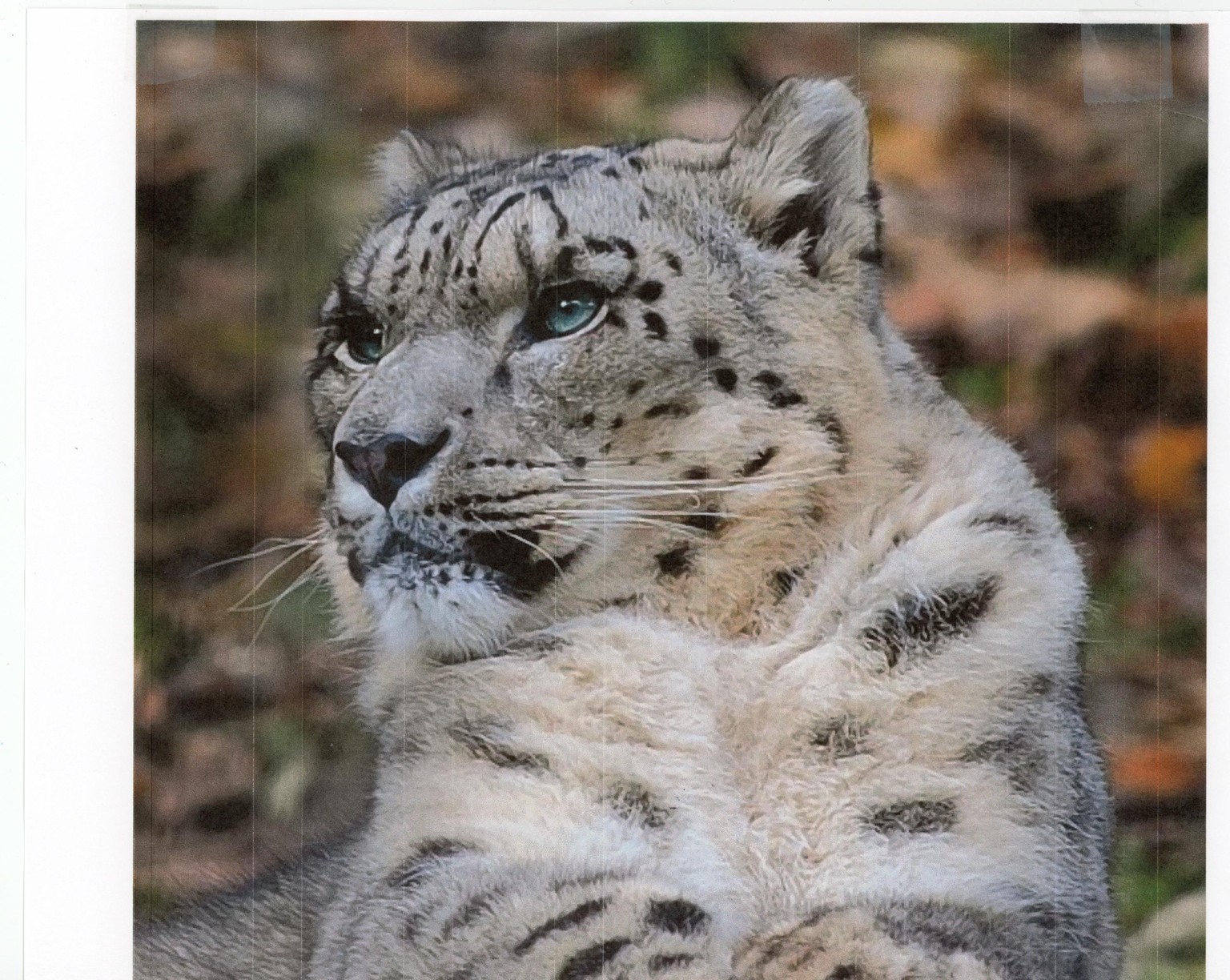 Snow Leopard - image 2 - student project