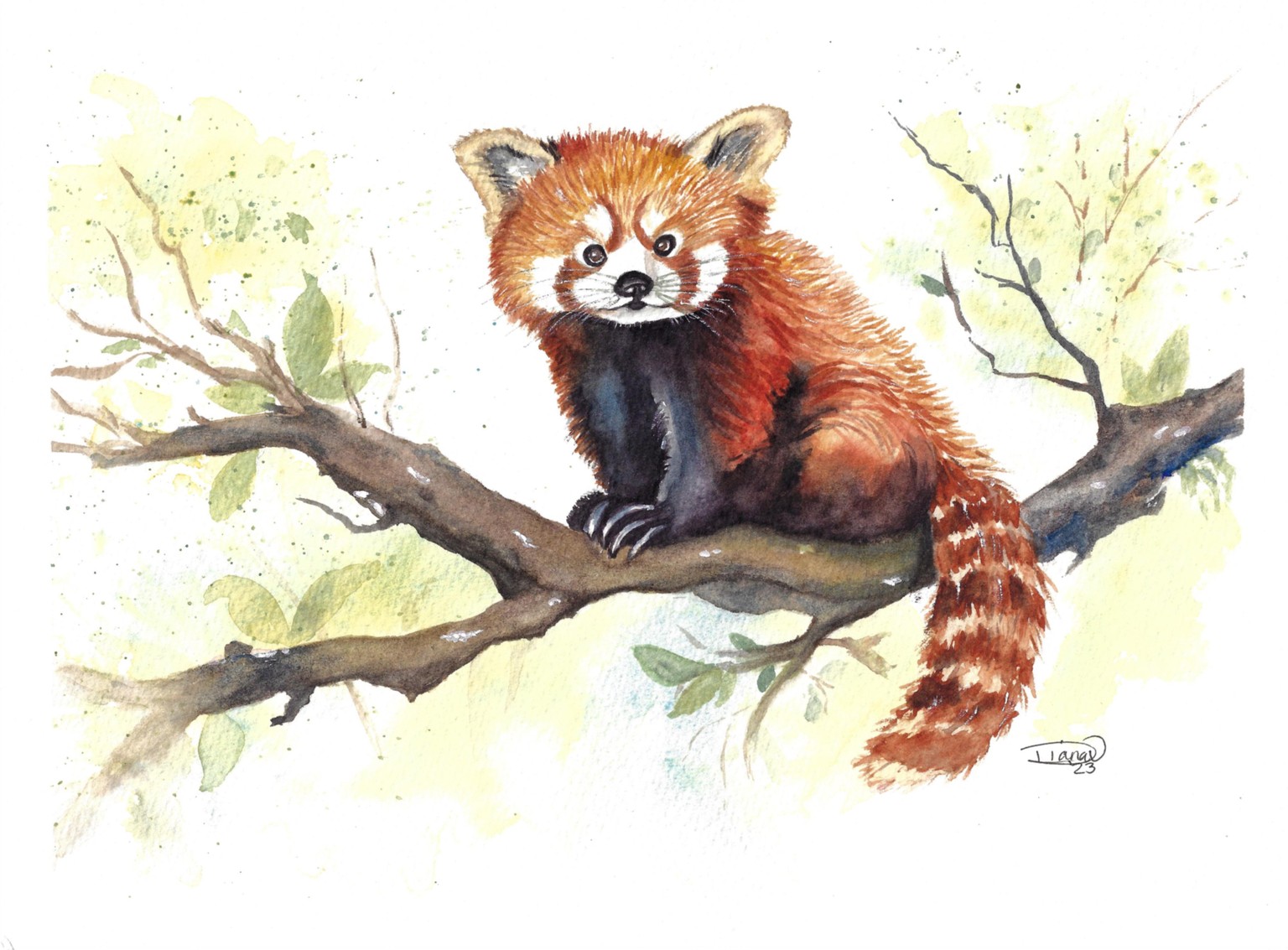 Red Panda in Watercolor - image 1 - student project