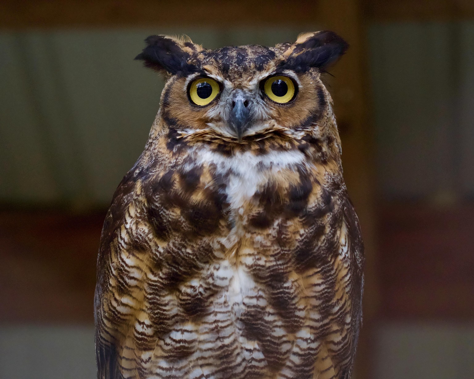 Great Horned Owl - image 2 - student project