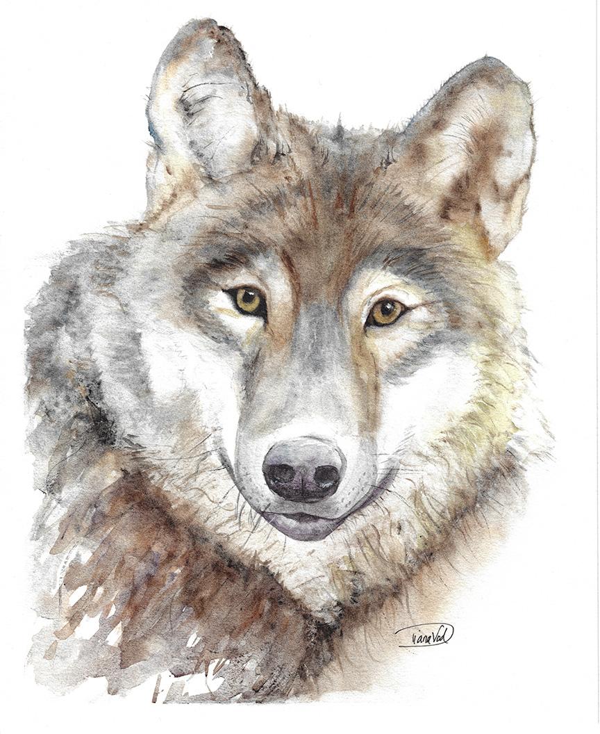 Timber Wolf - image 1 - student project