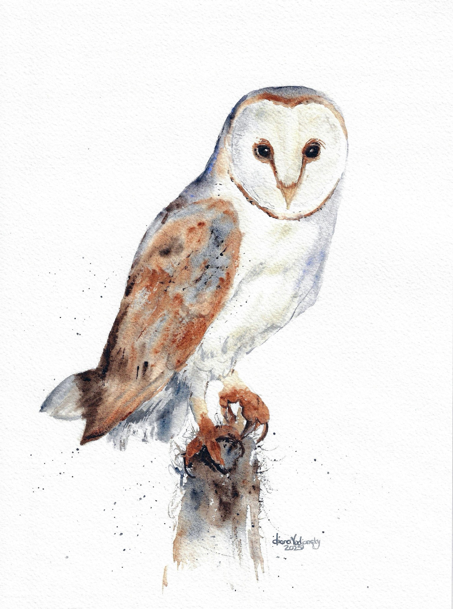 Perching Barn Owl - image 1 - student project