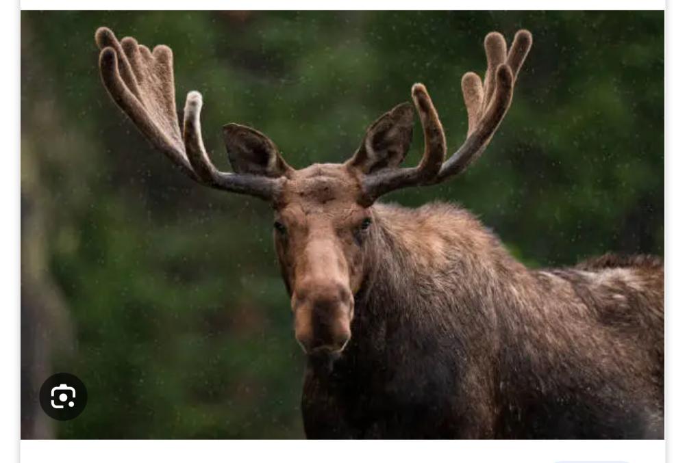 Mr. Moose - image 3 - student project