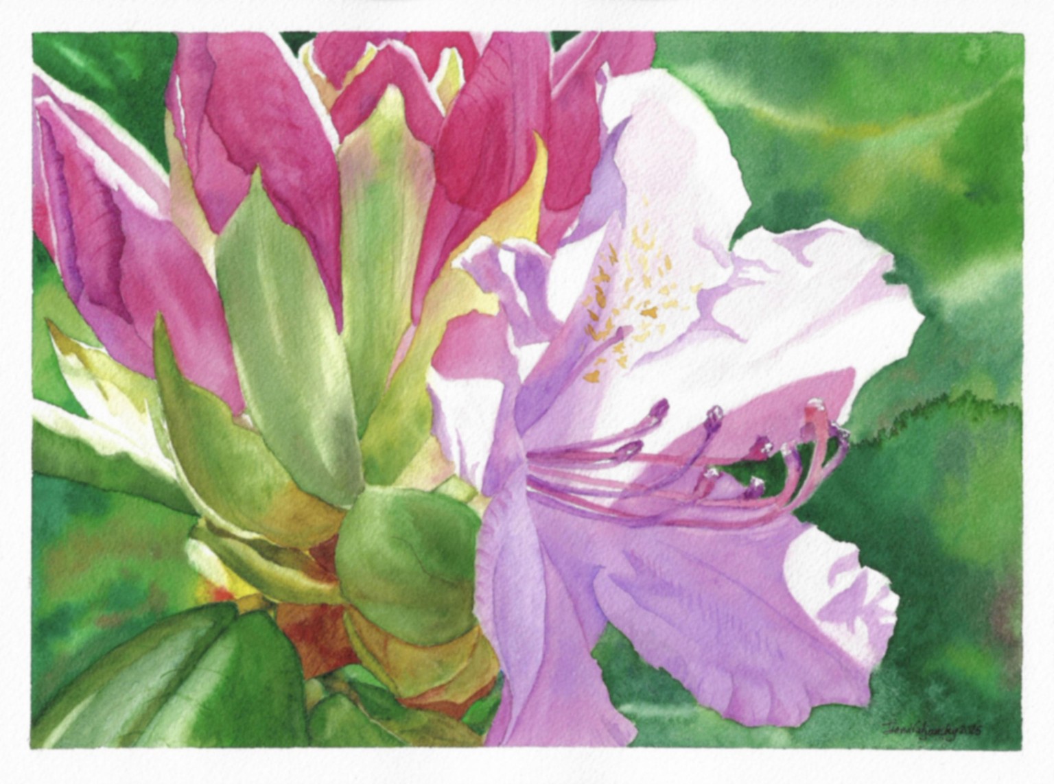 Rhododendron. .The “Garden Gem” - image 1 - student project
