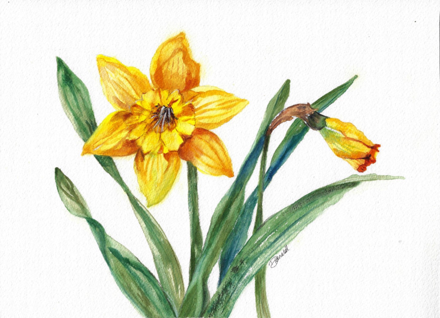 Spring is here and daffodils are blooming!  YEAH - image 1 - student project