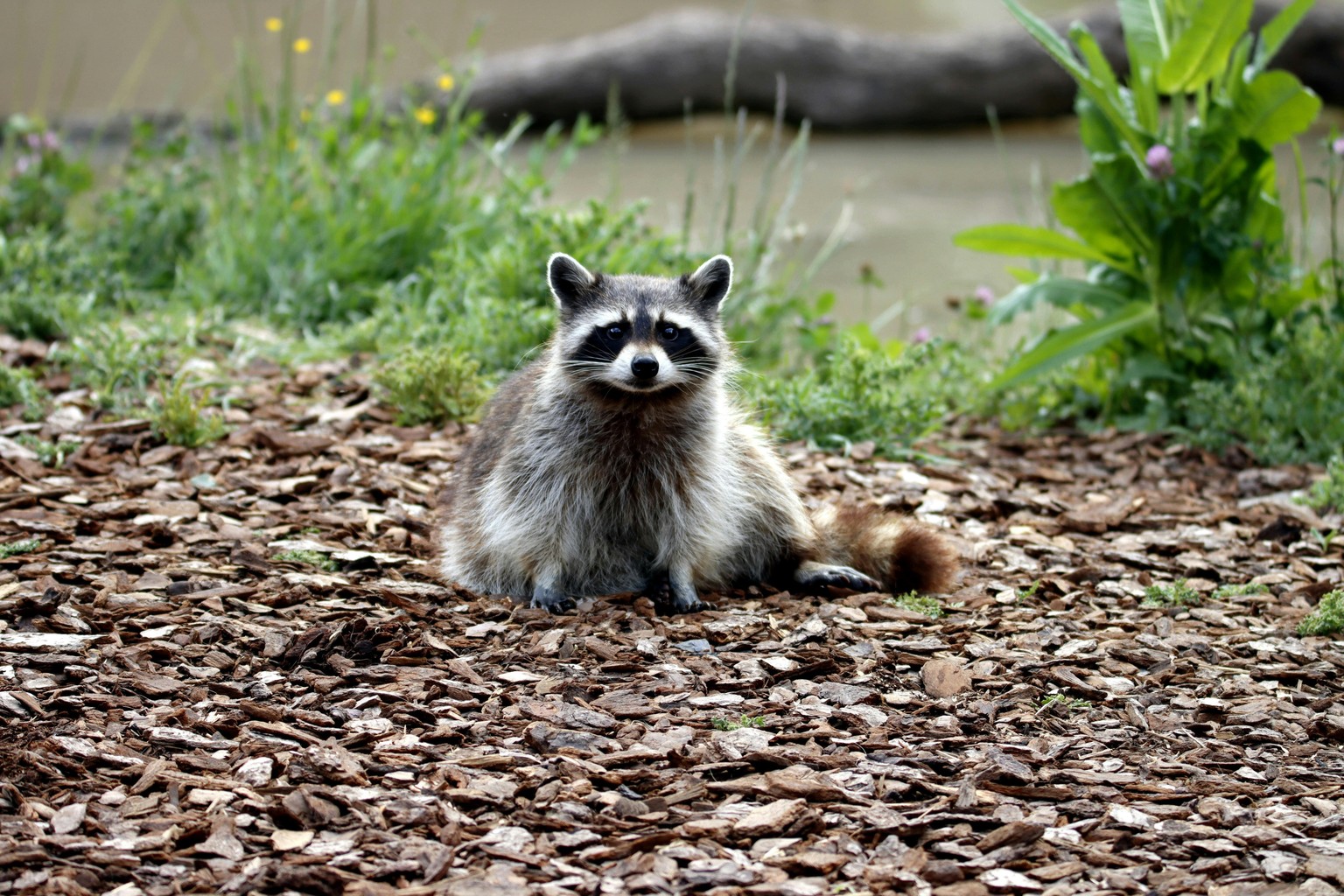 Common Raccoon~Plentiful in Oregon - image 2 - student project