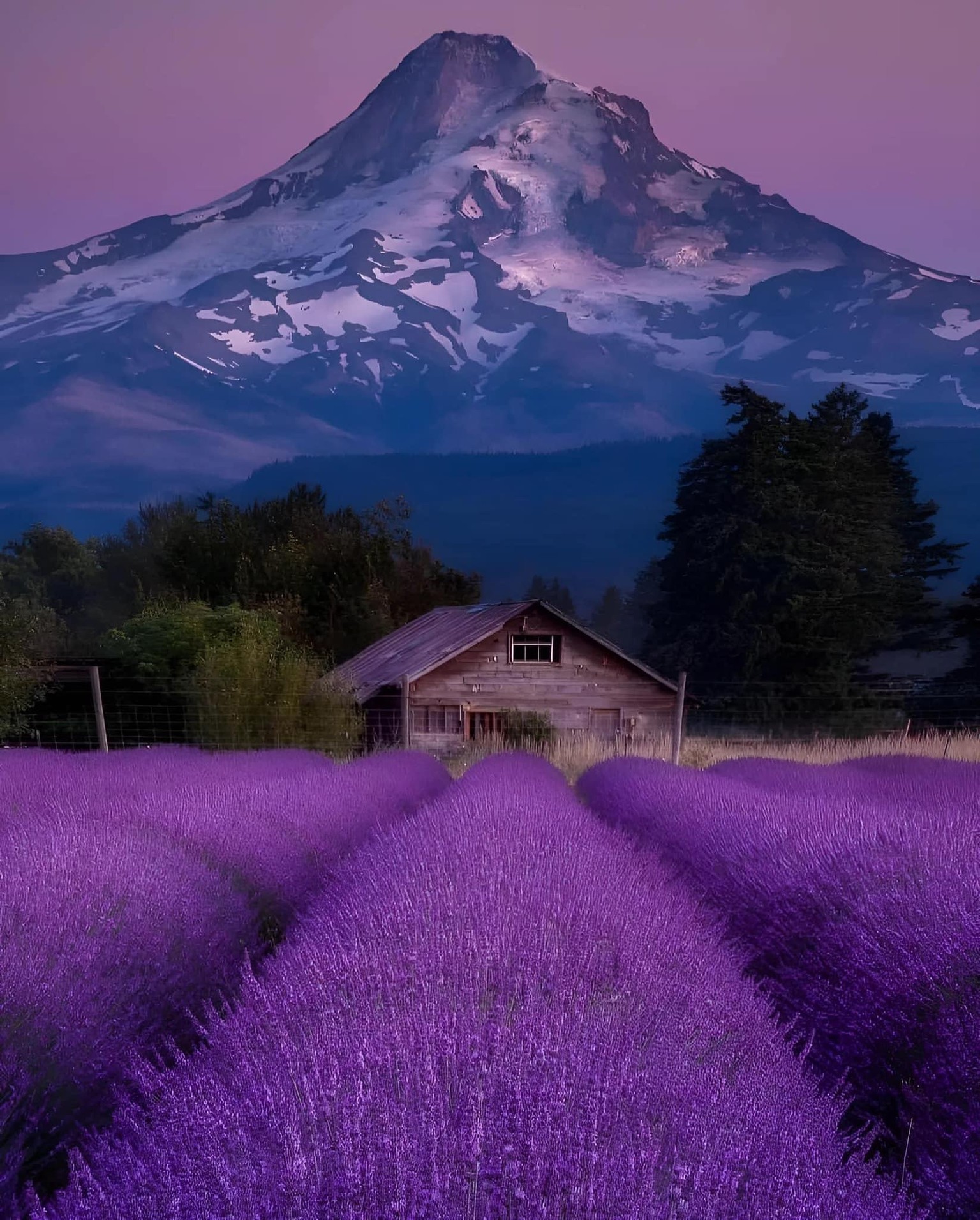 Lavender fields & the majestic Mt. Hood - image 3 - student project