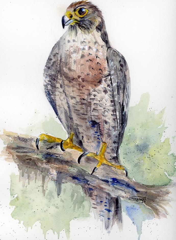 Peregrine Falcon - image 1 - student project