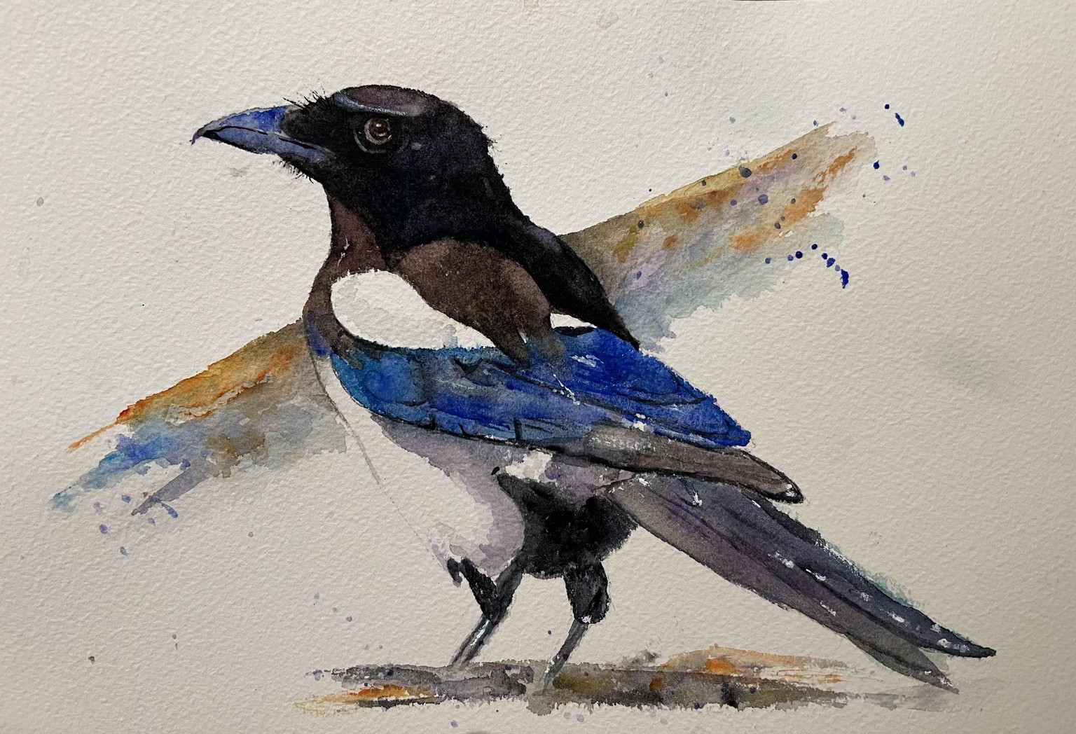 My Magpie - image 1 - student project