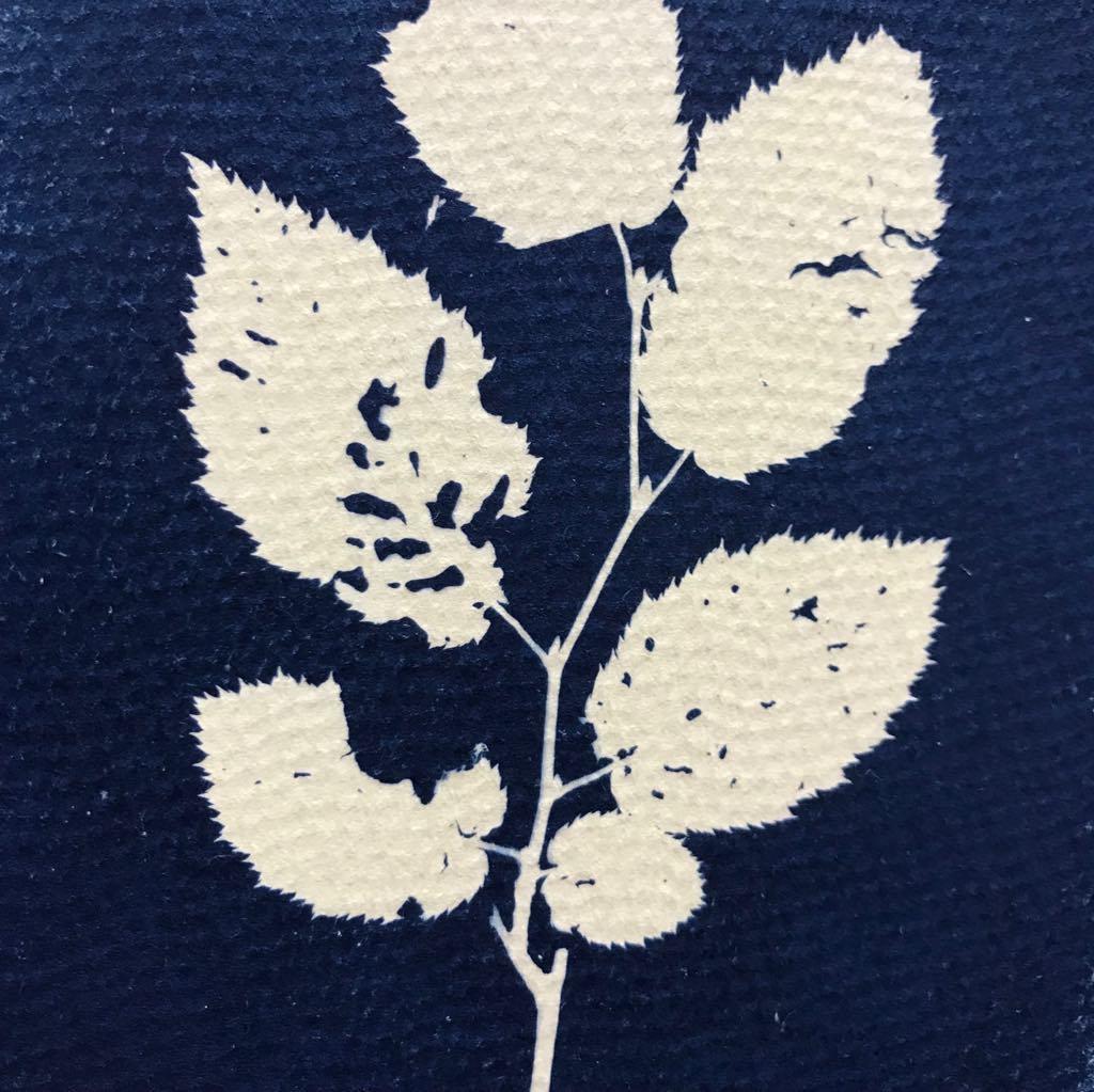 Cyanotype - image 1 - student project
