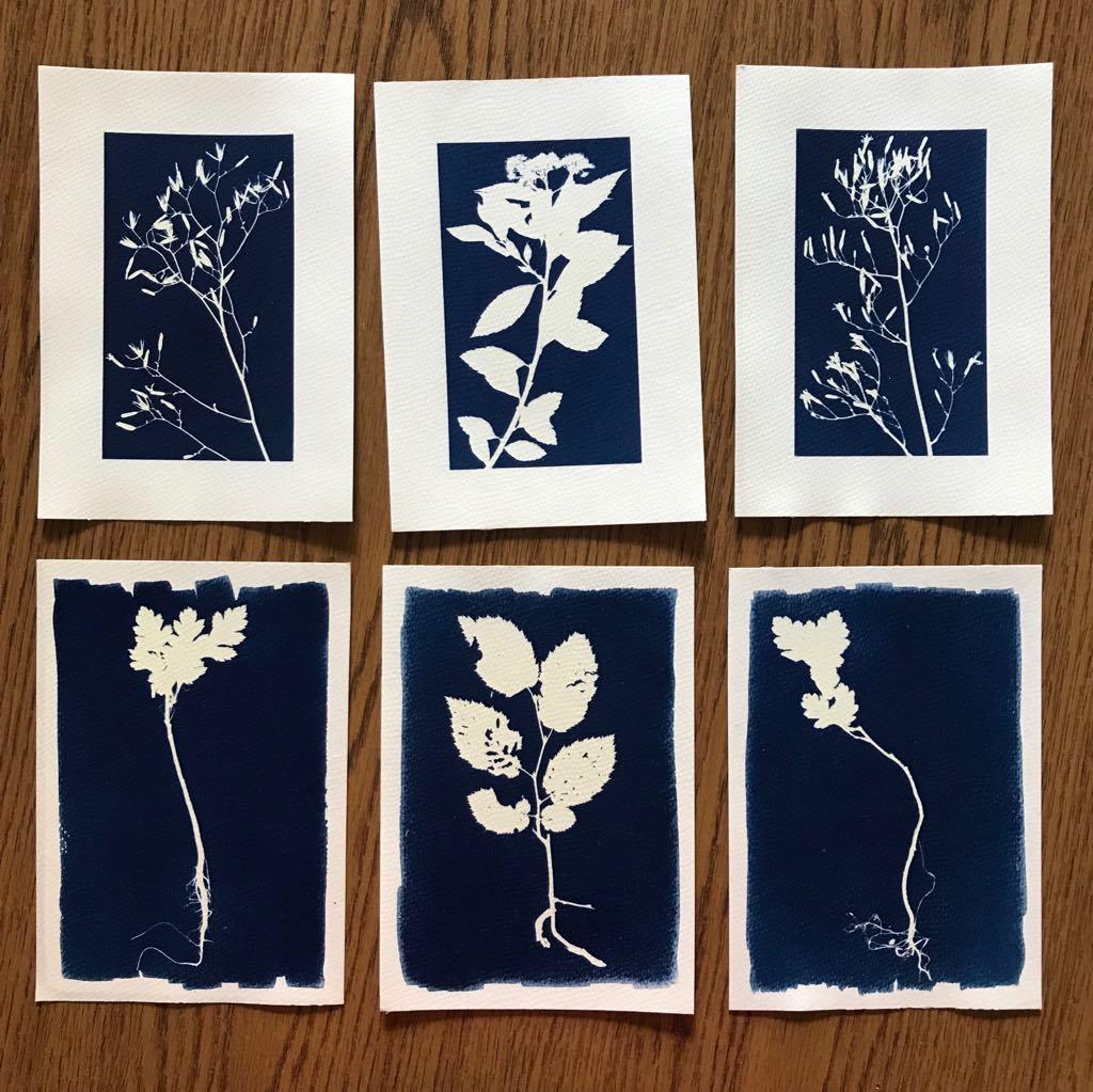 Cyanotype - image 4 - student project