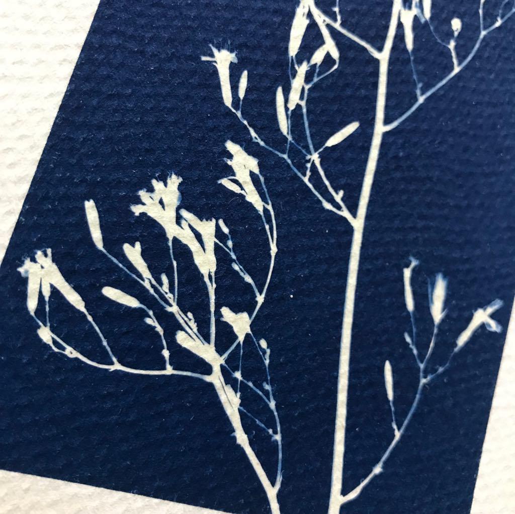 Cyanotype - image 3 - student project