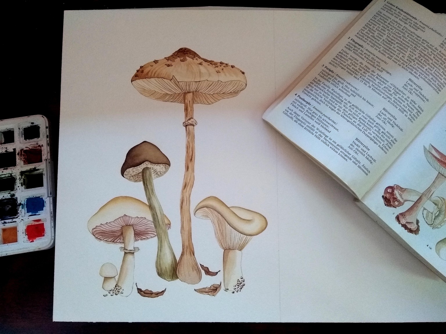 Watercolor Mushrooms - image 1 - student project