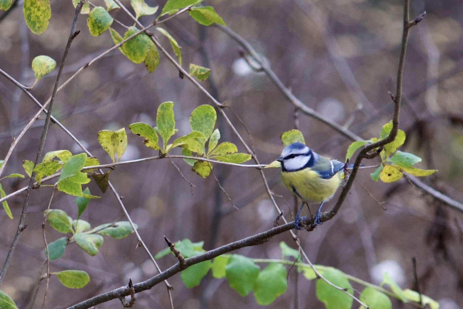 Bird pictures - image 3 - student project