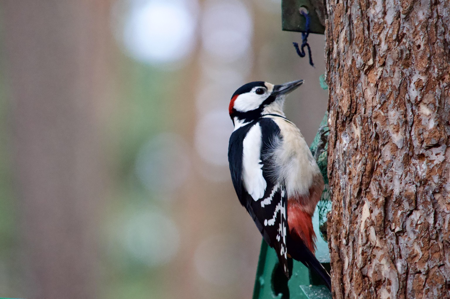 Bird pictures - image 2 - student project