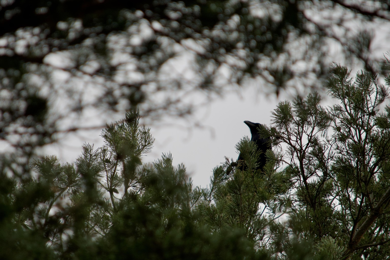 Bird photography practice - image 3 - student project