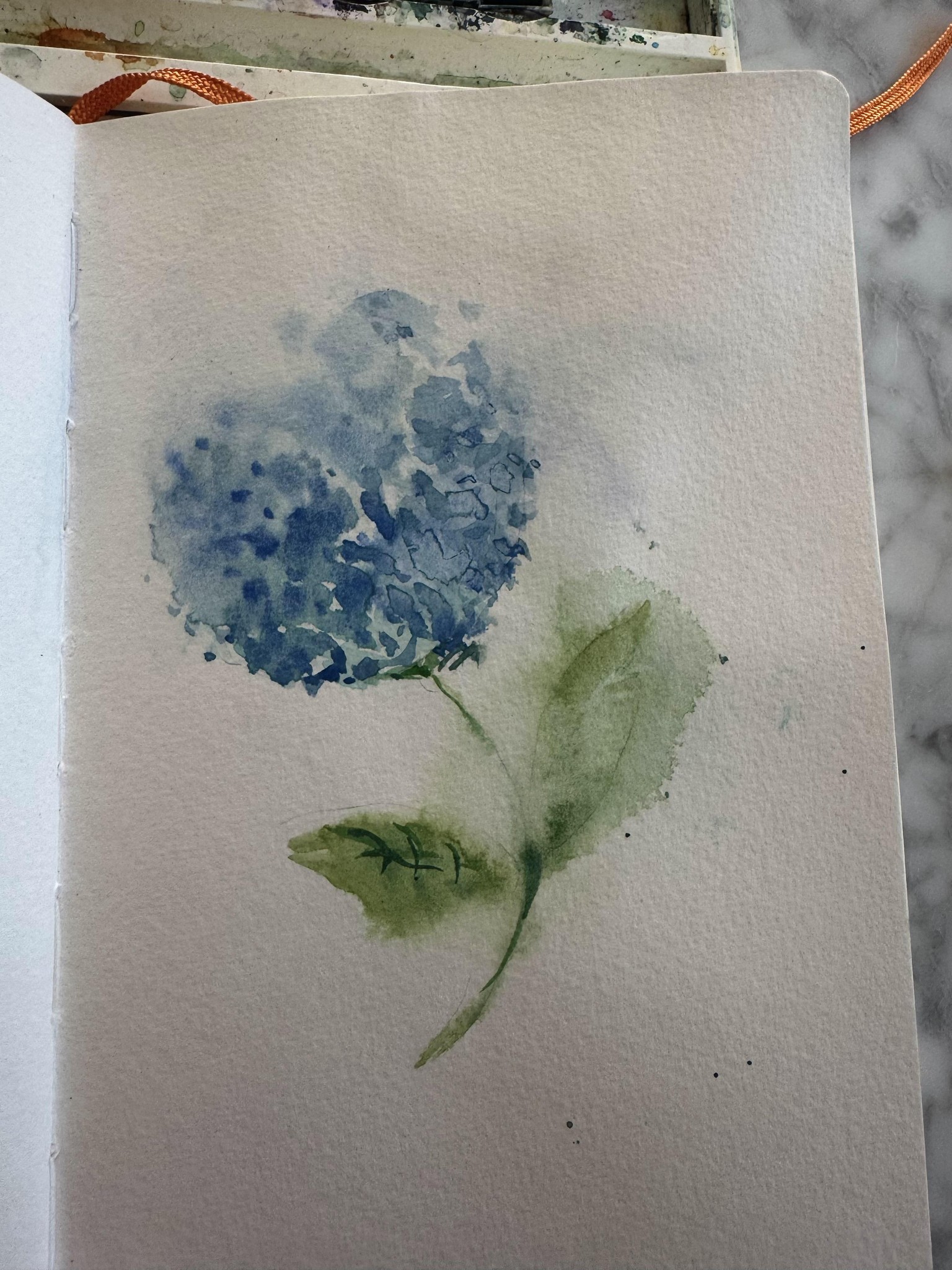 Hydrangea - image 2 - student project