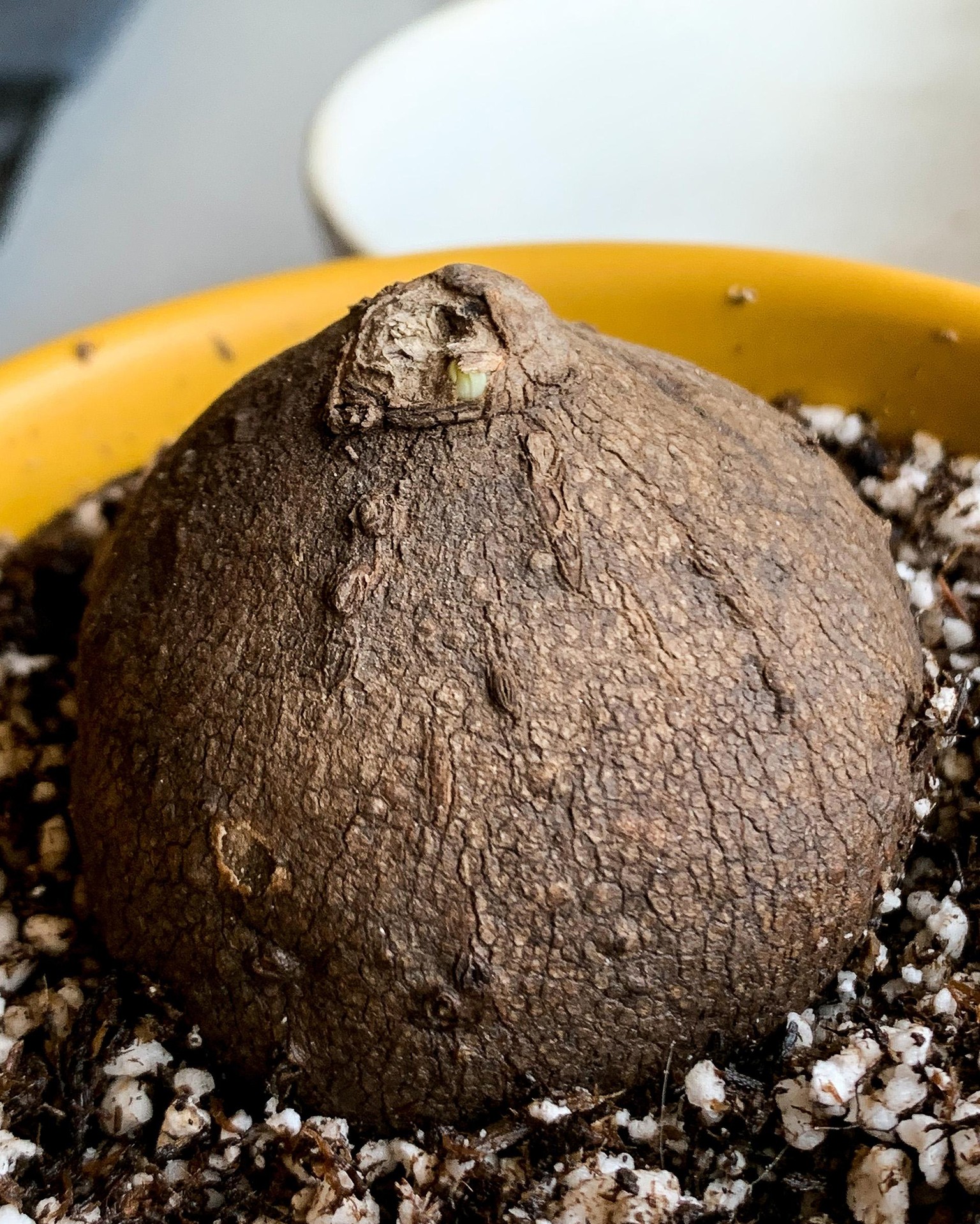 New Growth - Ficus Audrey and Stephania Erecta - image 2 - student project