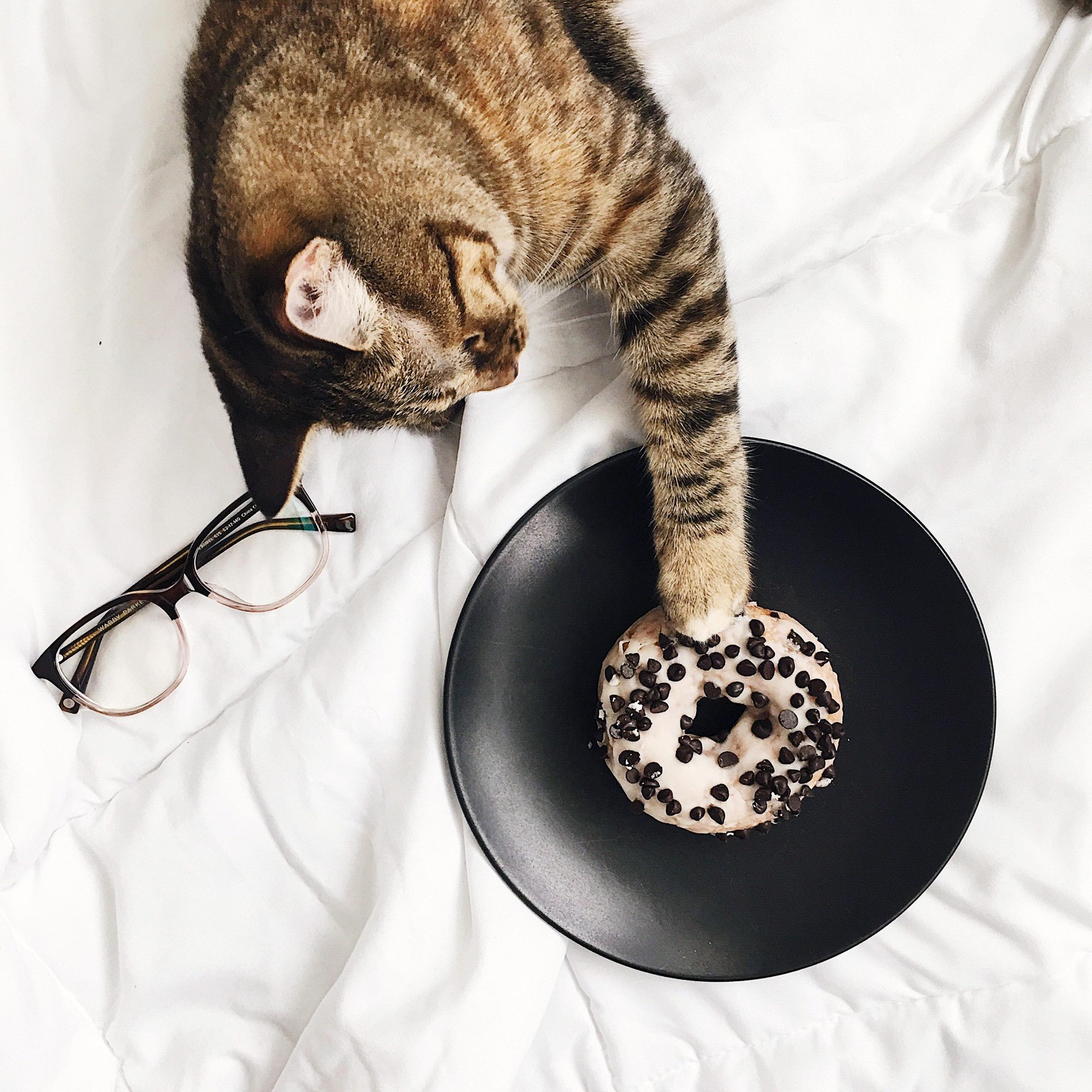 Donuts + Cat Hair - image 1 - student project