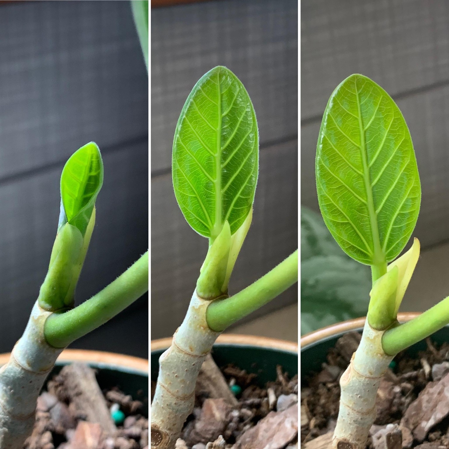 New Growth - Ficus Audrey and Stephania Erecta - image 1 - student project