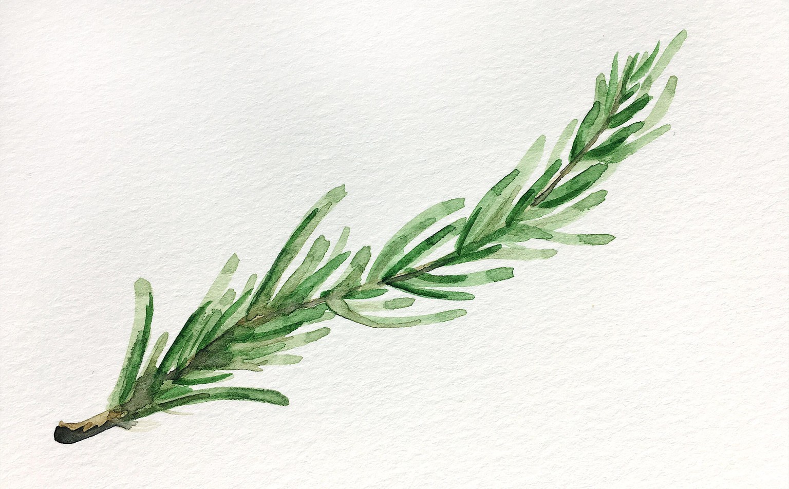 Roses and Rosemary - image 4 - student project