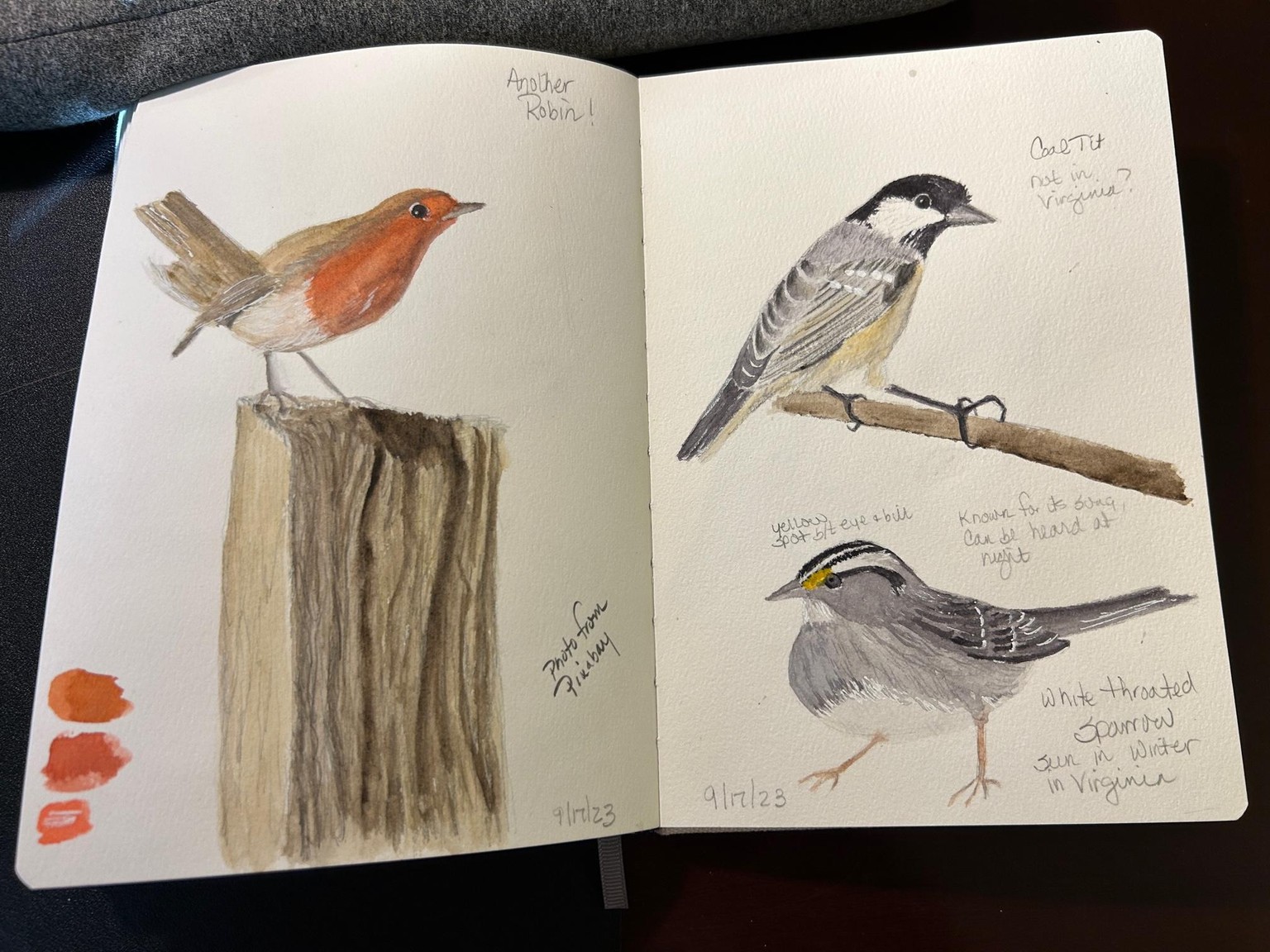 Bird Sketches - image 3 - student project
