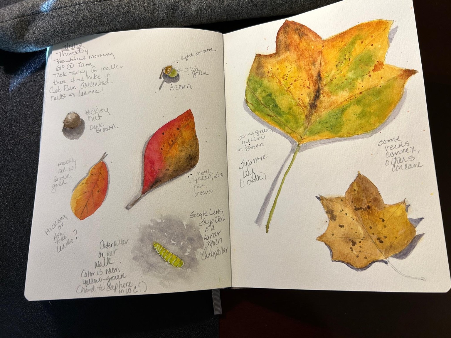Sketchbook Pages - Summer - image 1 - student project