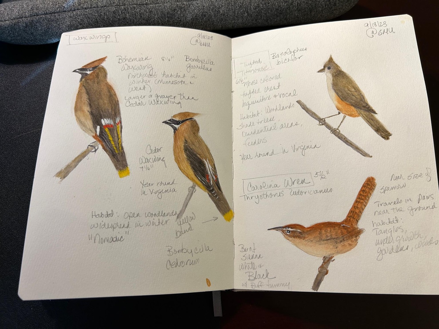 Bird Sketches - image 2 - student project