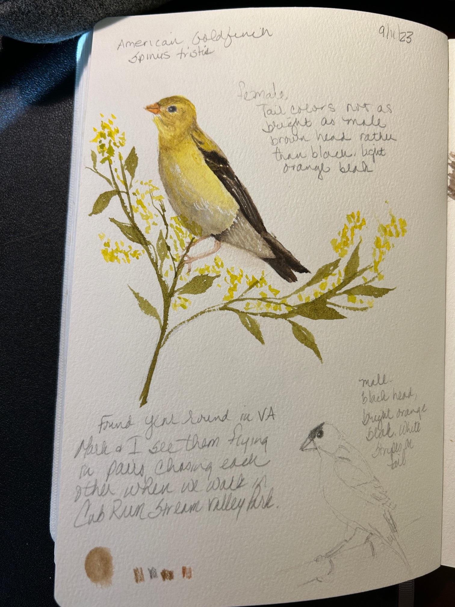 Bird Sketches - image 4 - student project