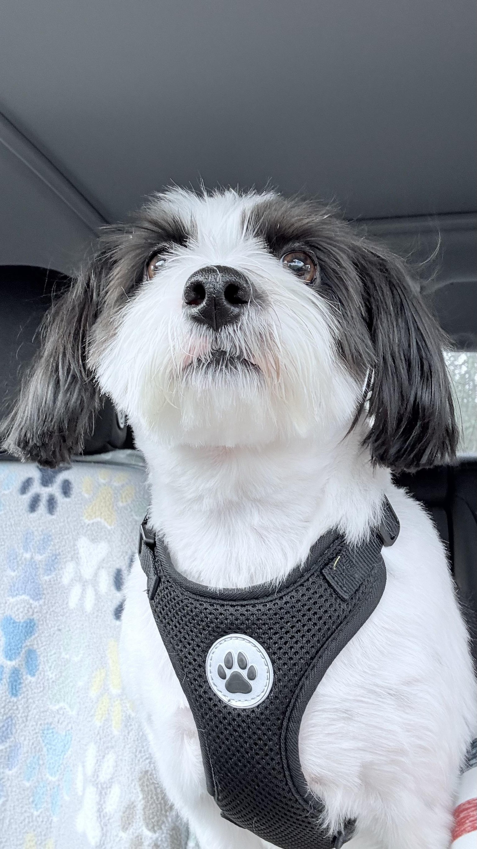I Cute-ified My Dog - image 7 - student project